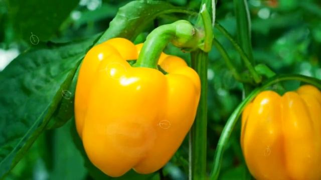 СЛАДКИЙ БОЛГАРСКИЙ ПЕРЕЦ ПОЛЬЗА И ВРЕД | чем полезен болгарский перец, все о болгарском перце! смотреть онлайн
