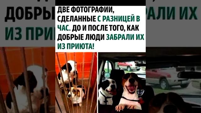Раз пошли на дело, кушать захотели , Главною там Мурочка была .смешные картинки приколы с озвучкой смотреть онлайн