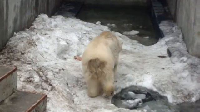 Новосибирский зоопарк 2014, Герда и Умка (7) смотреть онлайн