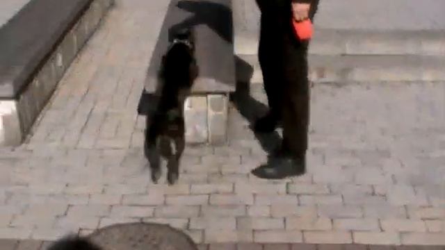 Донецк, Donetsk,французский бульдог Вилька смотреть онлайн