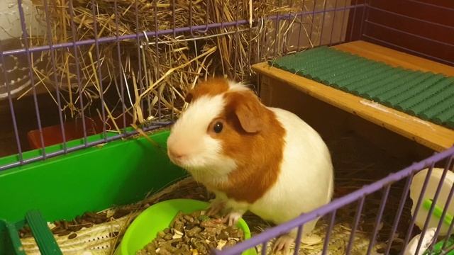 Guinea pig noises ??? смотреть онлайн