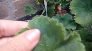 Пеларгония ЮВ Купидон в сравнении с Салмон Комтес и Салмон Принцес.