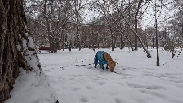 Прогулка Веги Питбулишны, за 2 а часа успеть все??????? смотреть онлайн