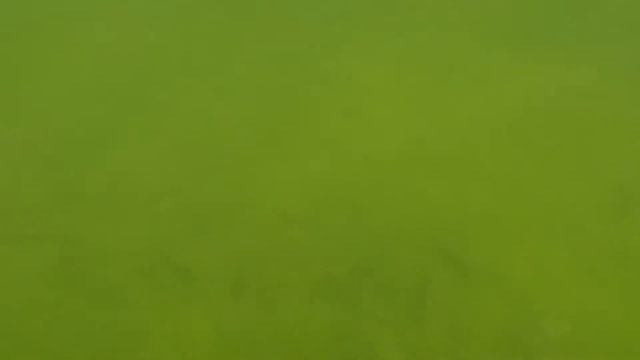 Бестер (Осётр) в пленочном пруду - Осетр осенью 2021 снимаю под водой смотреть онлайн