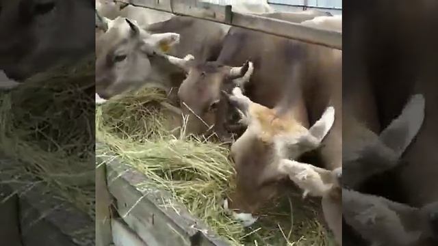 швицы , Хасавюрт,Дагестан смотреть онлайн