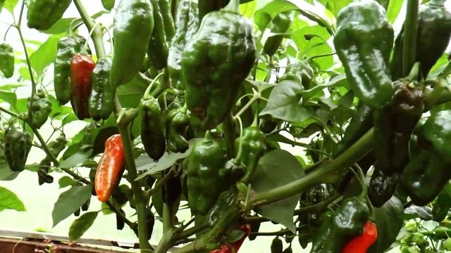 Первый урожай Халапеньо и других перцев. Говорим о сортах. смотреть онлайн