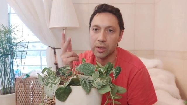 Сциндапсус пиктус Треби / Эпипремнум