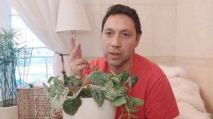 Сциндапсус пиктус Треби / Эпипремнум