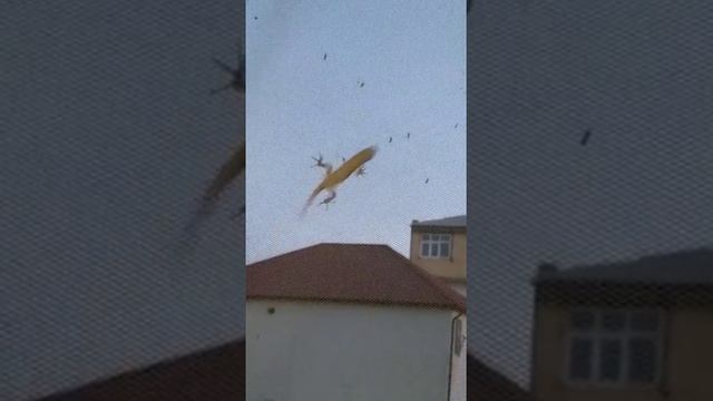 Ящерица кушает комары смотреть онлайн