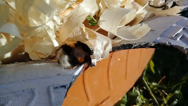 Шмель не может взлететь, потому что хочет спать и замёрз осенью смотреть онлайн