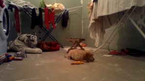 Карликовый пудель (2 месяца) - скучает по маме