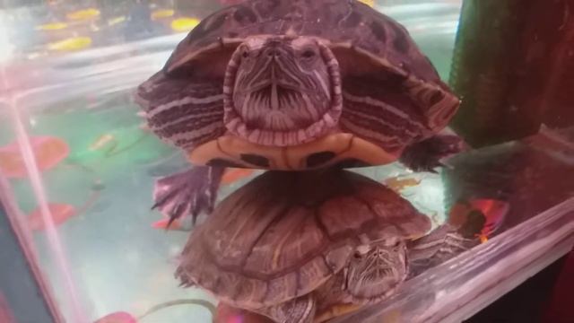 Красноухие черепахи,среда обитания смотреть онлайн