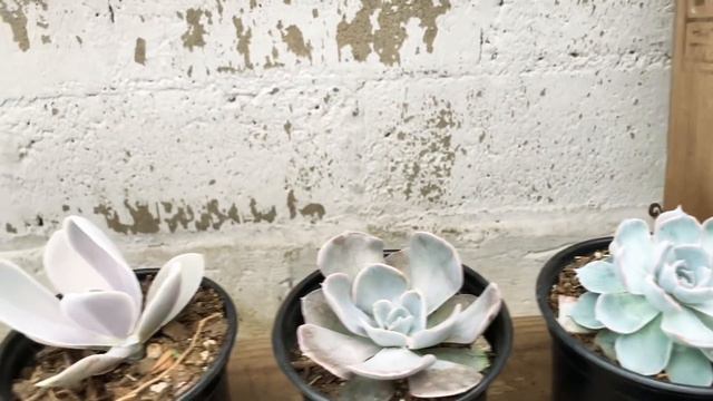 Mis nuevas suculentas de colección 🤩😍 смотреть онлайн