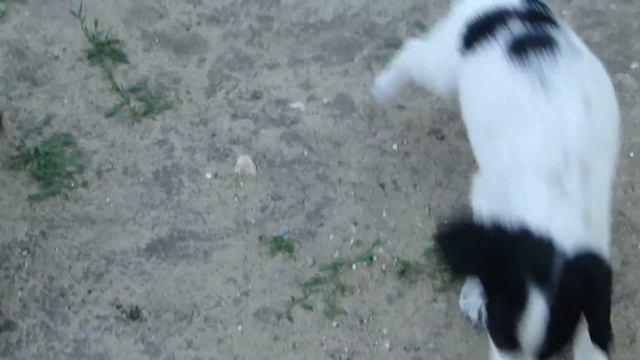 Русский спаниель и возня со щенками,, смотреть онлайн