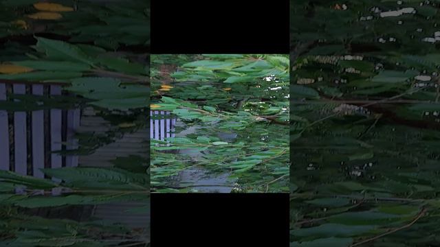 1000001315.mp4 смотреть онлайн