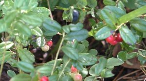 Брусника-ягода лесная( прогулка)