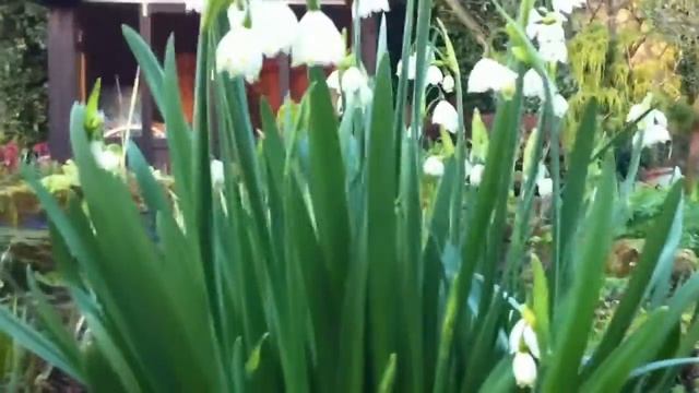 Summer Snowflake (Leucojum Aestevum)