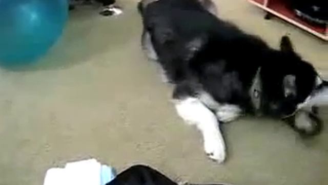 хорек vs собака смотреть онлайн