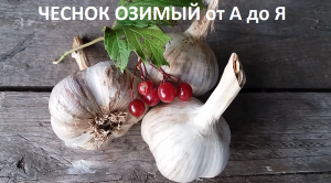 Чеснок озимый от А до Я в природном земледелии.