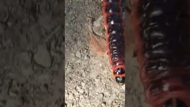 Она не кусается...Личинка древоточца идёт домой! смотреть онлайн