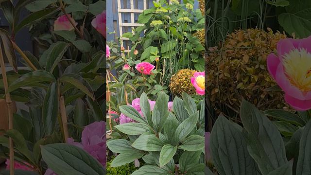 David Austin Princess Alexandra of Kent, Blue For You rose, peony Bowl of Beauty and more смотреть онлайн