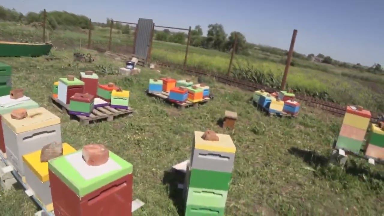 НЕМНОГО О МИНИПЛЮСАХ И УЛЕЙ МАГАС смотреть онлайн