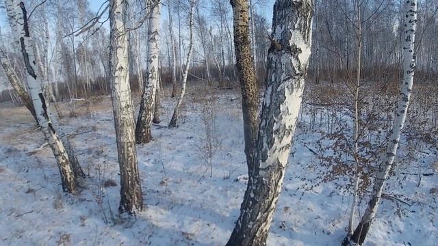 Почему эти прогулки обожает русский спаниель 12?/Why does the Russian Spaniel love these walks (12) смотреть онлайн