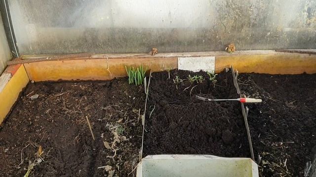 Пересадка эстрагона. смотреть онлайн