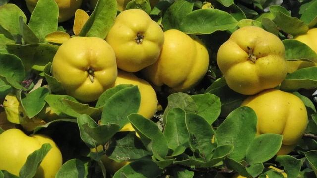 Дуњо моја јесен долази