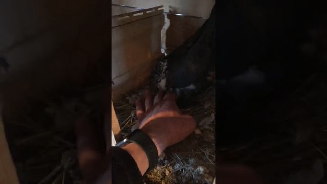 Весна в разгаре. Птенцы узбекских и почтовых голубей 2022 года март смотреть онлайн