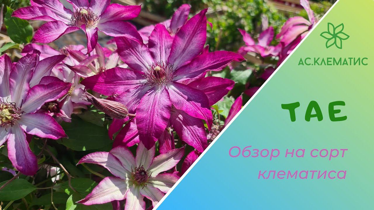 Клематис ТАЕ l Обзор Описание l Подбор красивых сочетаний! смотреть онлайн