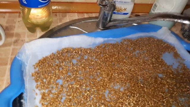Проращиваю зерна пшеницы смотреть онлайн