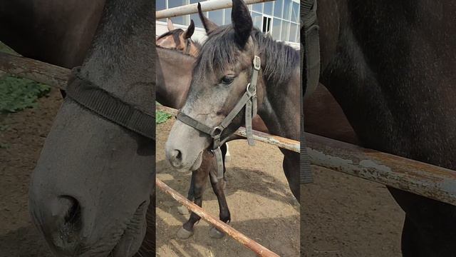 Просто посмотрите на эту красоту и попробуйте сдержать эмоции. Я не смогла❤️ Лошади совершенны смотреть онлайн