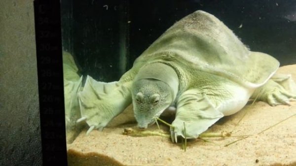 Трионикс ест аннамского палочника . Softshell turtle eats stick insect. (13.10.216)