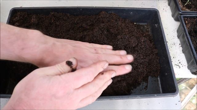 How to Grow Coleus from Seed смотреть онлайн