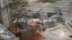 Голуби - вестники судьбы: народные приметы и суеверия