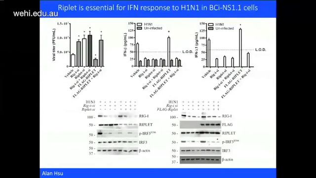 Hayman T (2019): RIPLET & not TRIM25 is required for endogenous RIG-I-dependent anti-viral response смотреть онлайн