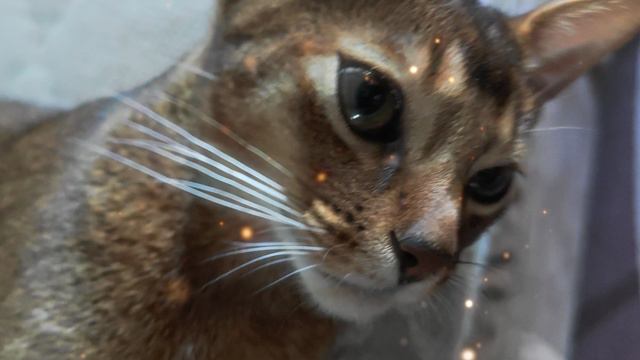 Котик Тишка Абиссинец