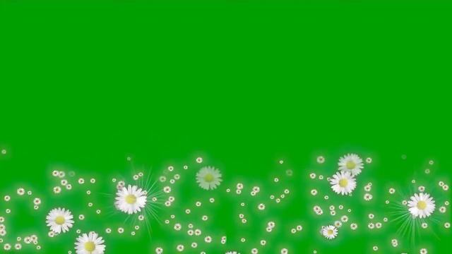 ФУТАЖ РОМАШКИ/ЦВЕТЫ смотреть онлайн