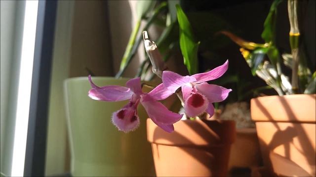Dendrobium parishii - compact, fragrant and very pretty :) смотреть онлайн
