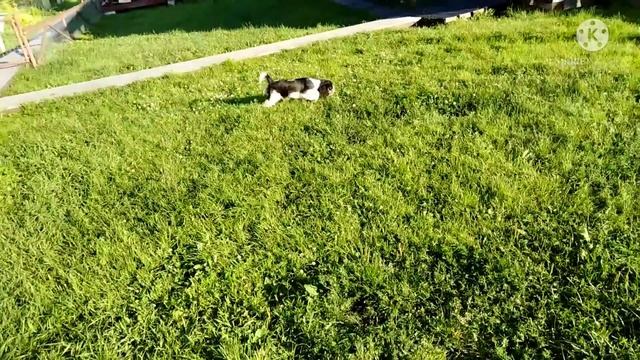 Щенок. Кавалер Кинг Чарльз Спаниель. 3 месяца смотреть онлайн