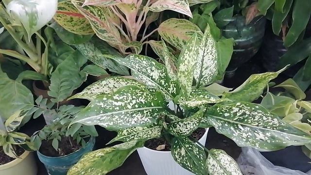 7 Reasons Why Aglaonema Snow White a Feng Shui Houseplant in 2023 смотреть онлайн