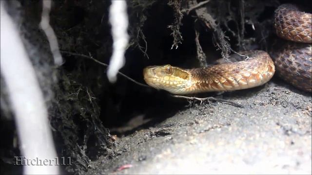 Удивительная природа Приморья (Amazing nature of Primorye) смотреть онлайн