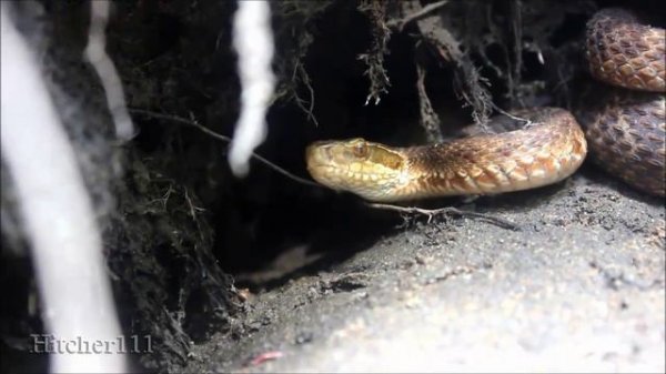 Удивительная природа Приморья (Amazing nature of Primorye)