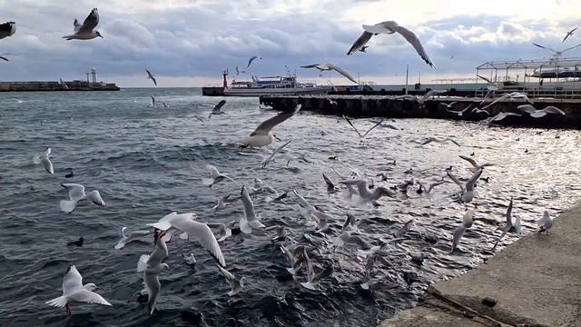 #Ялта ? #набережная в канун Рождества ?? #крым #crimea #2023 #чайка #море #маяк #птицы #сегодня смотреть онлайн