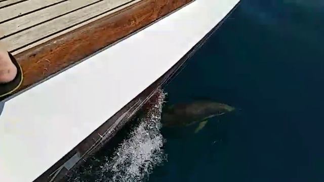 Яхта дельфины смотреть онлайн