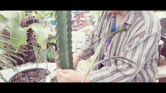 Plant my new succulents ordered from Benguet and my Peruvian apple. смотреть онлайн