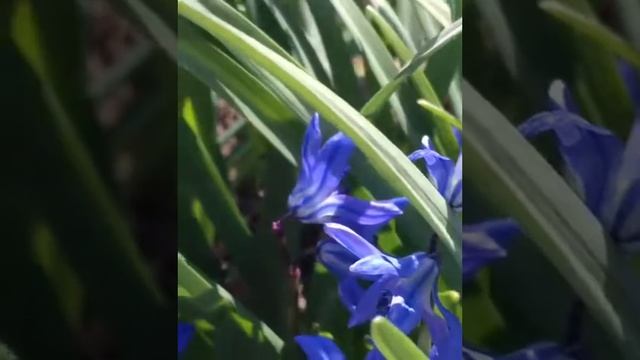 Любовь Суханова "Первоцветы" смотреть онлайн