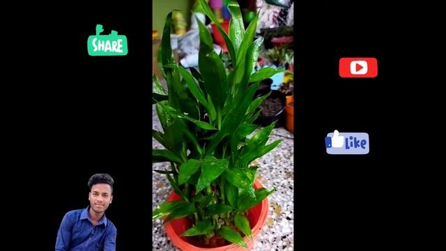 dracaena, ribbon dracaena, lucky bamboo, curly bamboo, Chinese water bamboo, Goddess of Mercy's смотреть онлайн