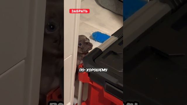 Щенок любит поболтать 😅